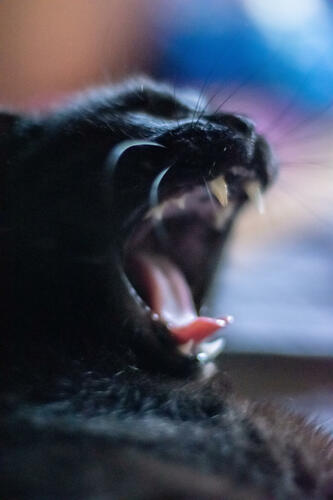 Black cat yawn